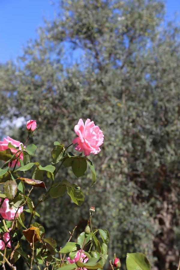 La Masseria Pietramarmo Caiazzo - App To Con Vista 外观 照片